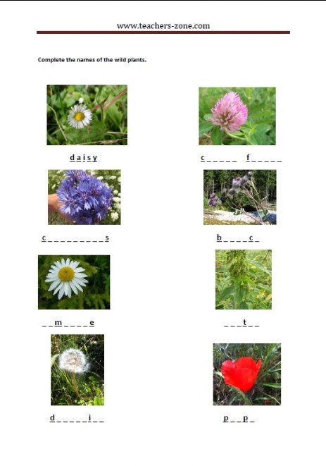 complete the names of the wild plants
