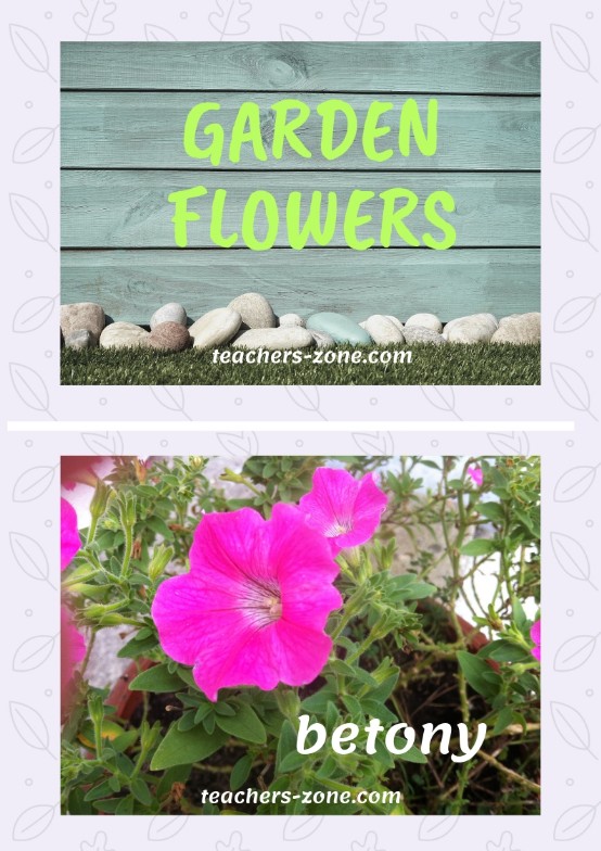 Flashcards for garden flowers