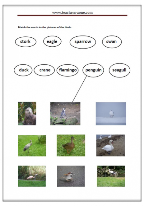 free-birds-worksheets-teacher-s-zone