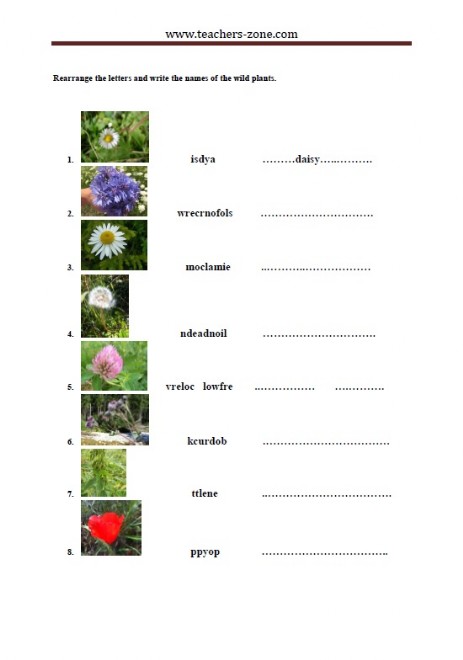 rearrange the letters and write the names of the wild plants