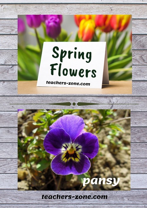 Spring flowers - flashcards for EFL students