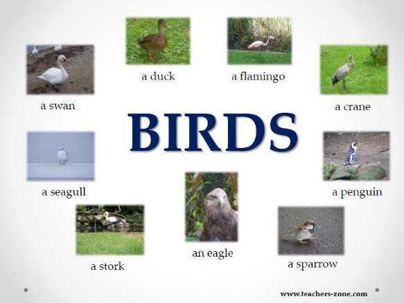 Birds resources