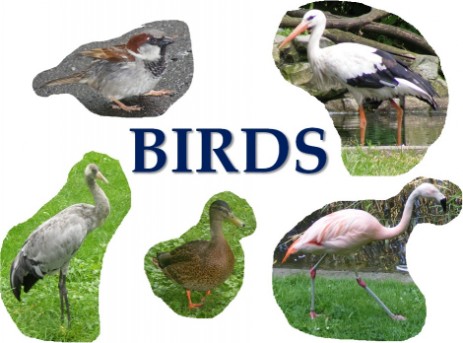 birds vocabulary