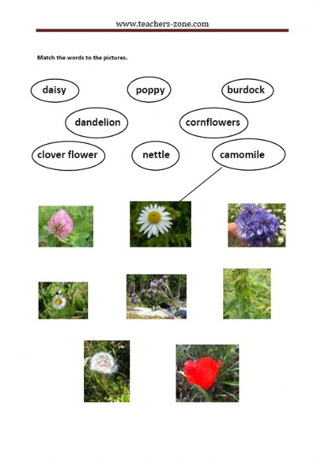 FREE WILD PLANTS WORKSHEETS Teacher s Zone