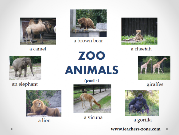 Zoo animals resources