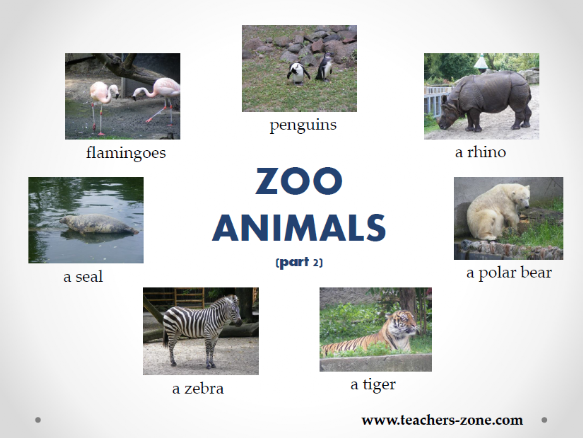 Zoo animals resources